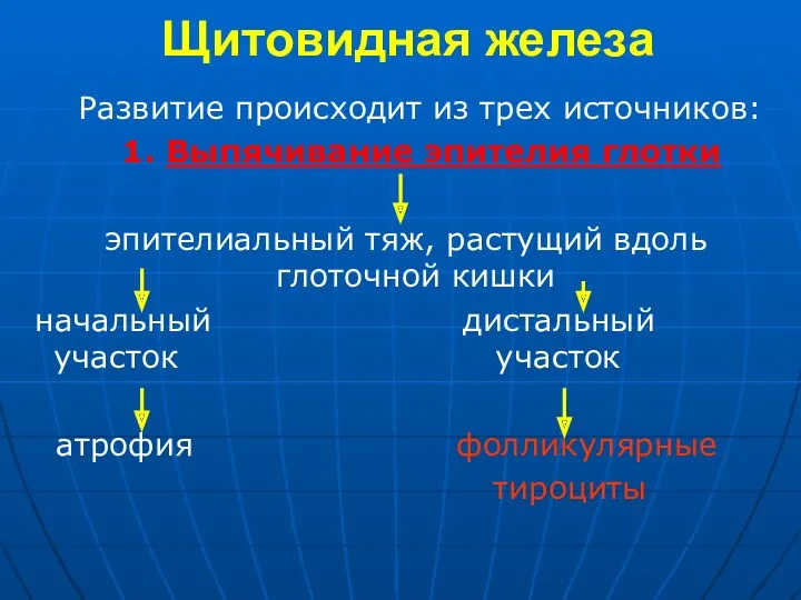 Щитовидная железа Развитие происходит из трех источников: 1. Выпячивание эпителия глотки эпителиальный тяж,