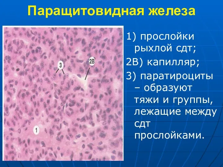 Паращитовидная железа 1) прослойки рыхлой сдт; 2В) капилляр; 3) паратироциты – образуют тяжи