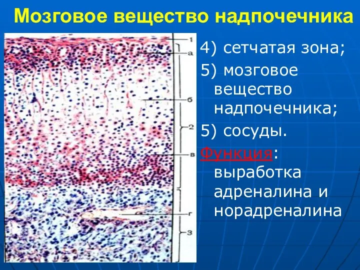 Мозговое вещество надпочечника 4) сетчатая зона; 5) мозговое вещество надпочечника; 5) сосуды. Функция: