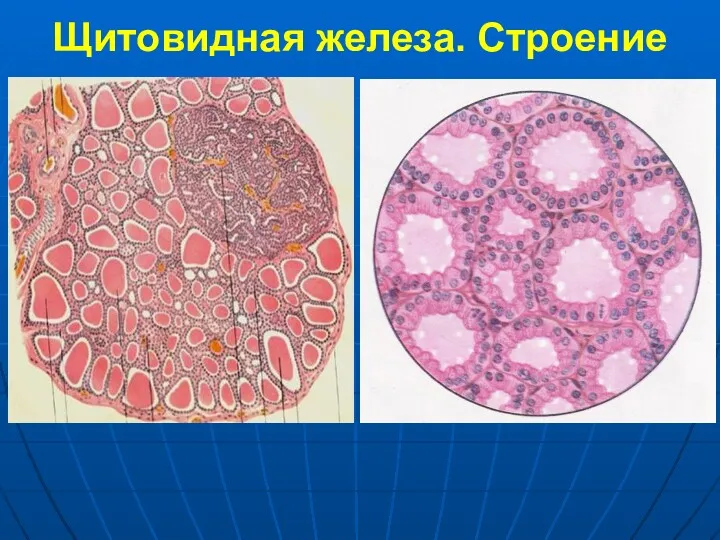 Щитовидная железа. Строение