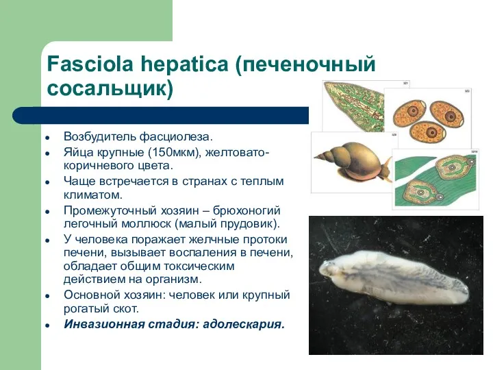 Fasciola hepatica (печеночный сосальщик) Возбудитель фасциолеза. Яйца крупные (150мкм), желтовато-коричневого