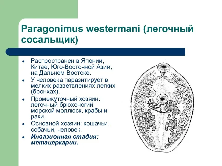 Paragonimus westermani (легочный сосальщик) Распространен в Японии, Китае, Юго-Восточной Азии,