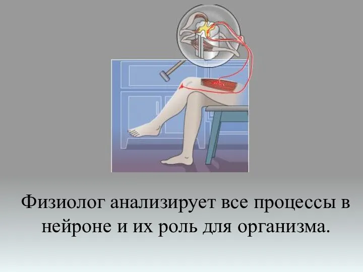 Физиолог анализирует все процессы в нейроне и их роль для организма.