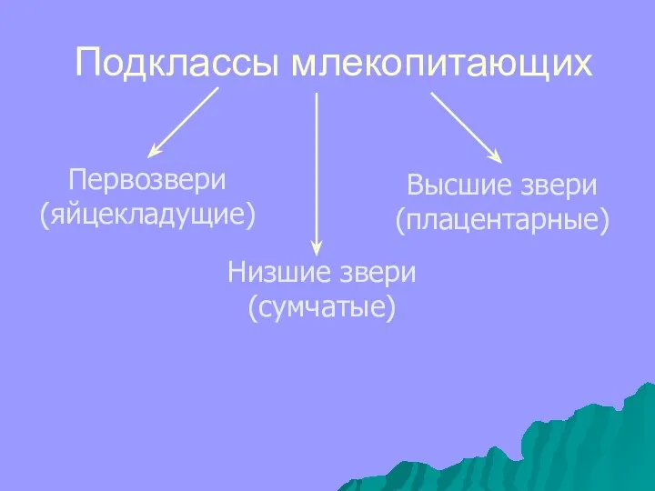 Подклассы млекопитающих Первозвери (яйцекладущие) Низшие звери (сумчатые) Высшие звери (плацентарные)