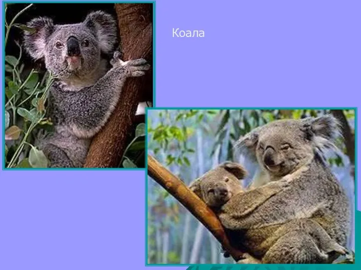 Коала