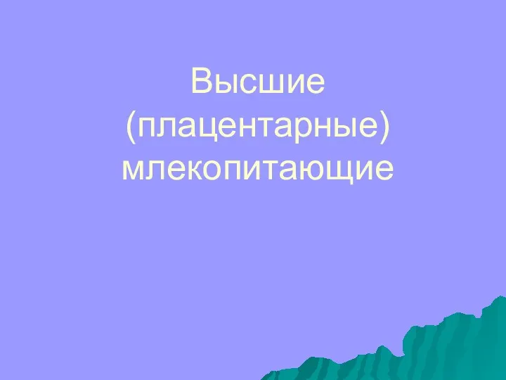 Высшие (плацентарные) млекопитающие