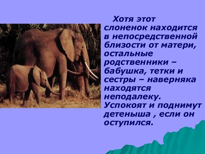 Хотя этот слоненок находится в непосредственной близости от матери, остальные