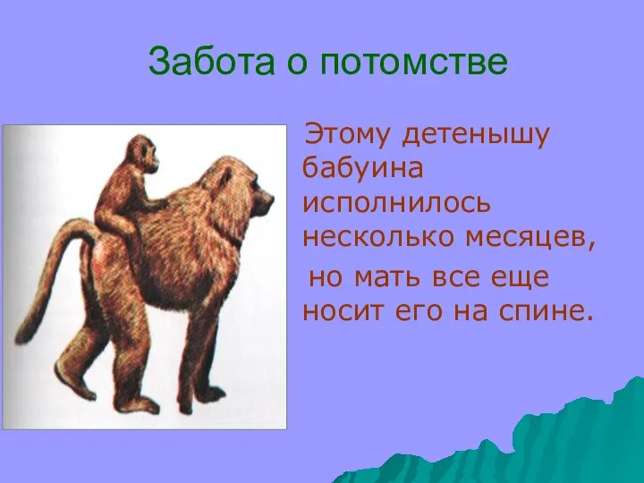 Забота о потомстве Этому детенышу бабуина исполнилось несколько месяцев, но