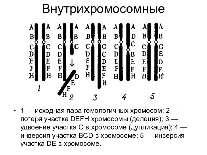 Внутрихромосомные 1 — исходная пара гомологичных хромосом; 2 — потеря