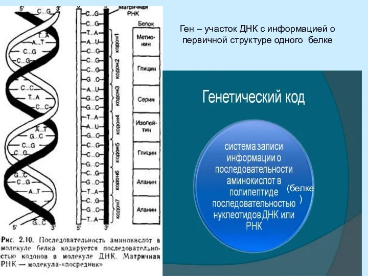 Ген – участок ДНК с информацией о первичной структуре одного белке (белке)