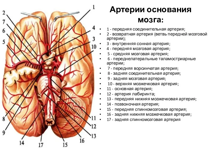Артерии основания мозга: 1 - передняя соединительная артерия; 2 -