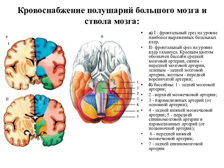 Кровоснабжение полушарий большого мозга и ствола мозга: а) I -