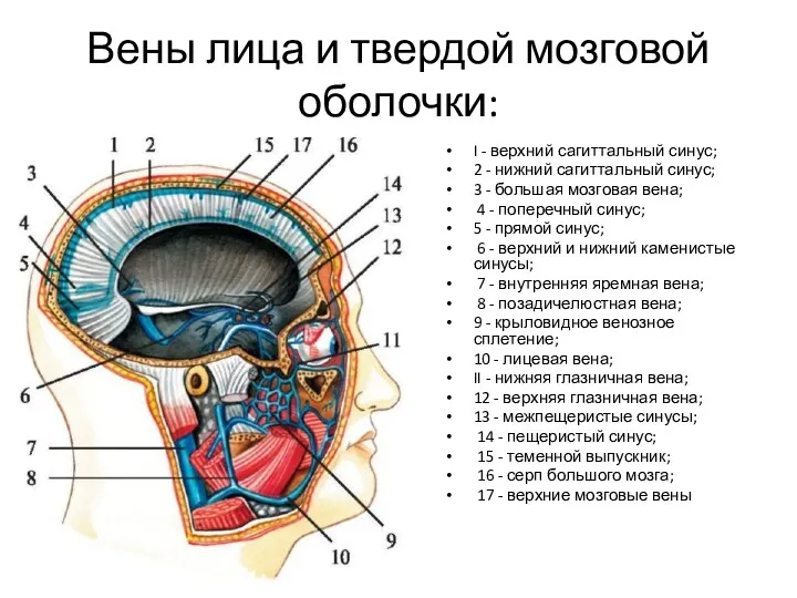 Вены лица и твердой мозговой оболочки: I - верхний сагиттальный