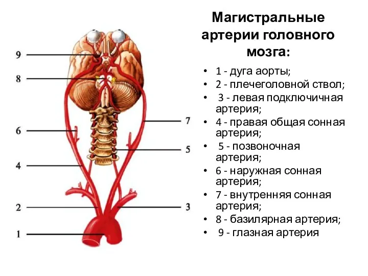 Магистральные артерии головного мозга: 1 - дуга аорты; 2 -