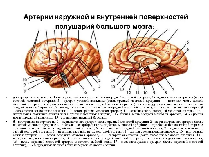 Артерии наружной и внутренней поверхностей полушарий большого мозга: а -