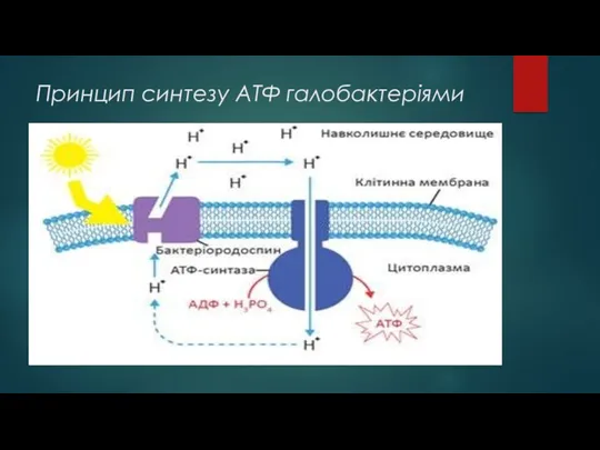 Принцип синтезу АТФ галобактеріями