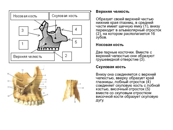 Верхняя челюсть Образует своей верхней частью нижние края глазниц, в