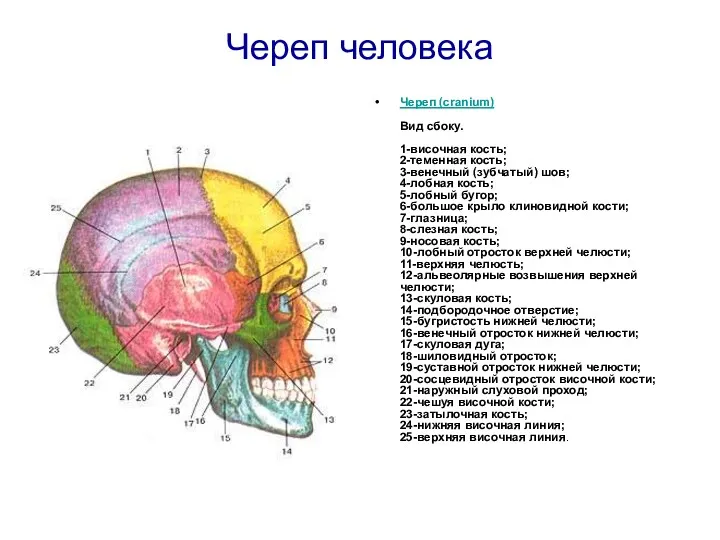 Череп человека Череп (cranium) Вид сбоку. 1-височная кость; 2-теменная кость;