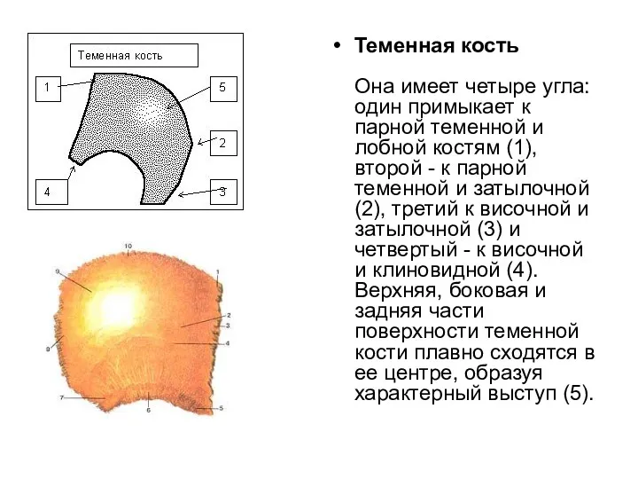 Теменная кость Она имеет четыре угла: один примыкает к парной