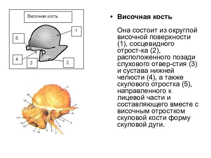 Височная кость Она состоит из округлой височной поверхности (1), сосцевидного