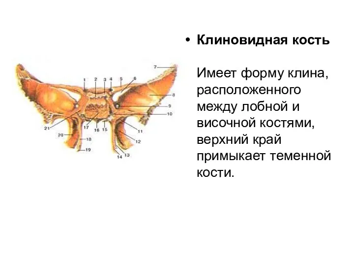 Клиновидная кость Имеет форму клина, расположенного между лобной и височной костями, верхний край примыкает теменной кости.