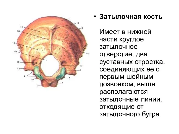 Затылочная кость Имеет в нижней части круглое затылочное отверстие, два