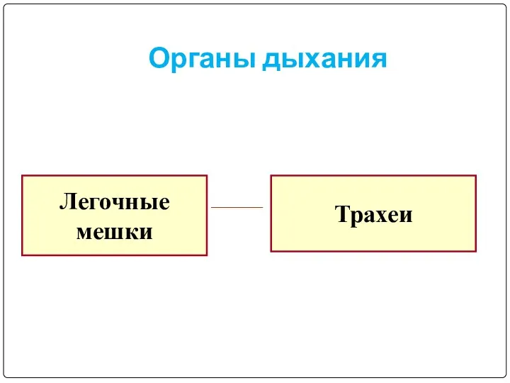 Органы дыхания Легочные мешки Трахеи