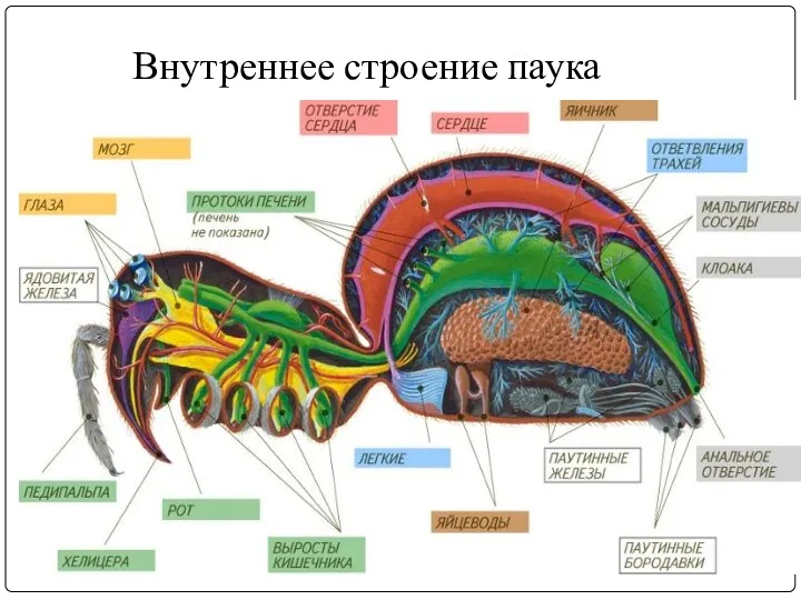 Внутреннее строение паука