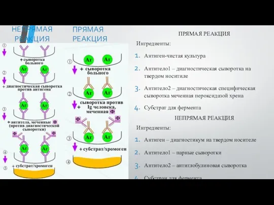 НЕПРЯМАЯ РЕАКЦИЯ ПРЯМАЯ РЕАКЦИЯ ПРЯМАЯ РЕАКЦИЯ Ингредиенты: Антиген-чистая культура Антитело1