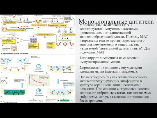 Моноклональные антитела Моноклональные антитела (МАТ) секретируются иммунными клетками, происходящими от