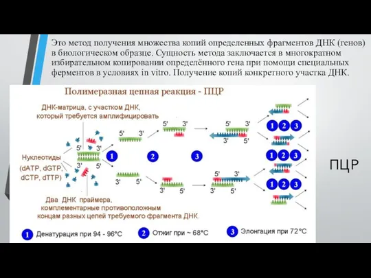 ПЦР Это метод получения множества копий определенных фрагментов ДНК (генов)