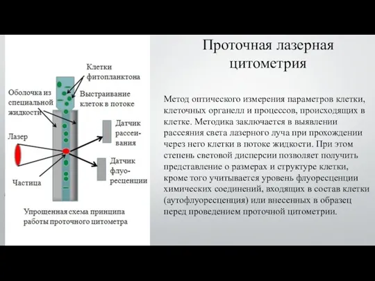 Проточная лазерная цитометрия Метод оптического измерения параметров клетки, клеточных органелл