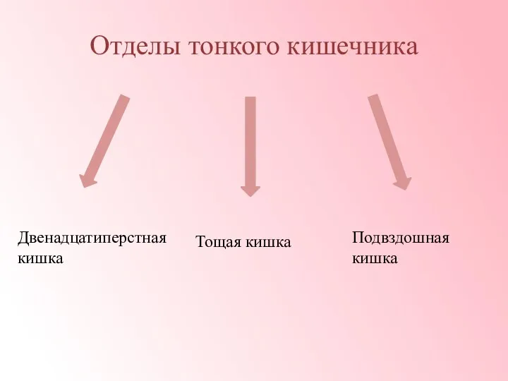 Отделы тонкого кишечника Двенадцатиперстная кишка Тощая кишка Подвздошная кишка