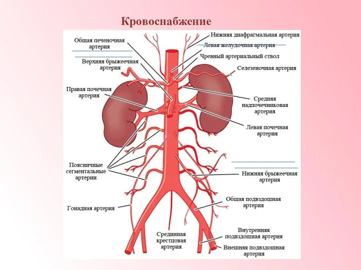 Кровоснабжение