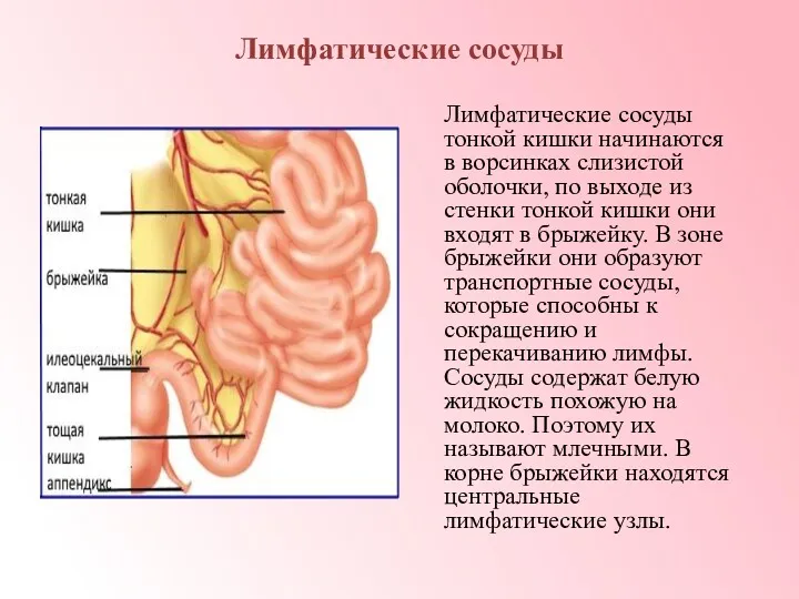 Лимфатические сосуды Лимфатические сосуды тонкой кишки начинаются в ворсинках слизистой