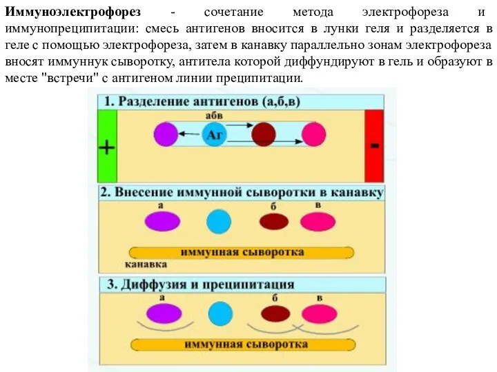 Иммуноэлектрофорез - сочетание метода электрофореза и иммунопреципитации: смесь антигенов вносится