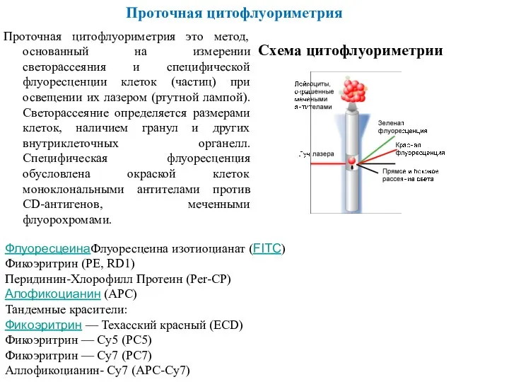 Проточная цитофлуориметрия ФлуоресцеинаФлуоресцеина изотиоцианат (FITC) Фикоэритрин (PE, RD1) Перидинин-Хлорофилл Протеин