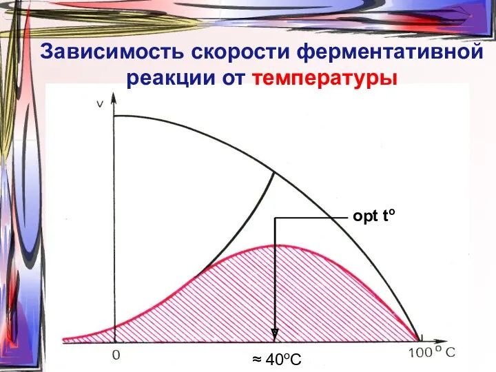 Зависимость скорости ферментативной реакции от температуры opt to ≈ 40oC