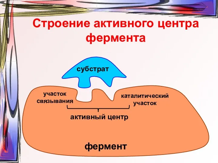 Строение активного центра фермента субстрат участок связывания каталитический участок активный центр фермент