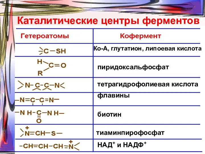 Каталитические центры ферментов Ко-А, глутатион, липоевая кислота пиридоксальфосфат тетрагидрофолиевая кислота флавины биотин тиаминпирофосфат НАД+ и НАДФ+