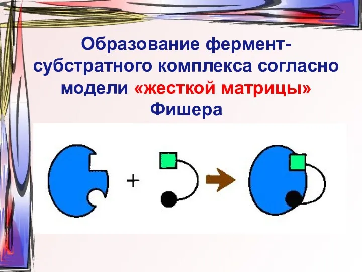 Образование фермент-субстратного комплекса согласно модели «жесткой матрицы» Фишера