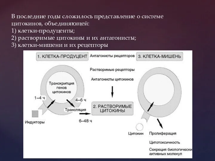 В последние годы сложилось представление о системе цитокинов, объединяющей: 1)