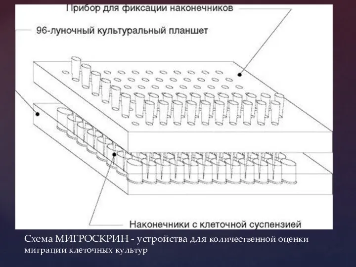 Схема МИГРОСКРИН - устройства для количественной оценки миграции клеточных культур