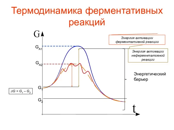 Термодинамика ферментативных реакций Энергетический барьер G2 G1 ΔG = G1 – G2 GA1