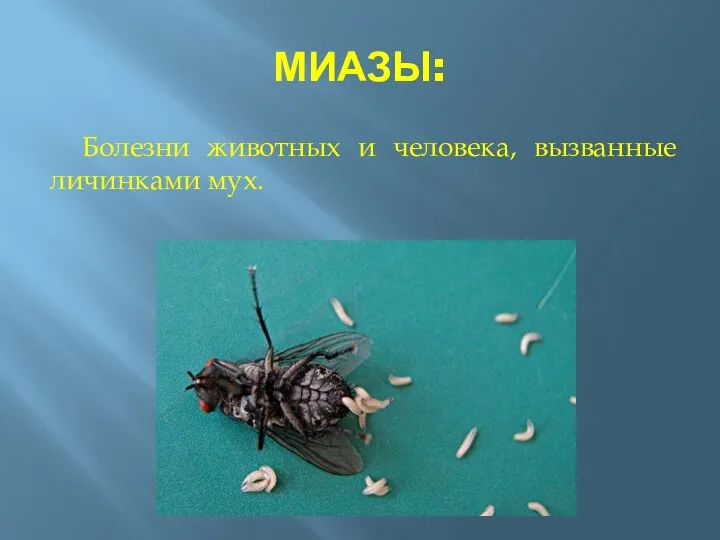 МИАЗЫ: Болезни животных и человека, вызванные личинками мух.