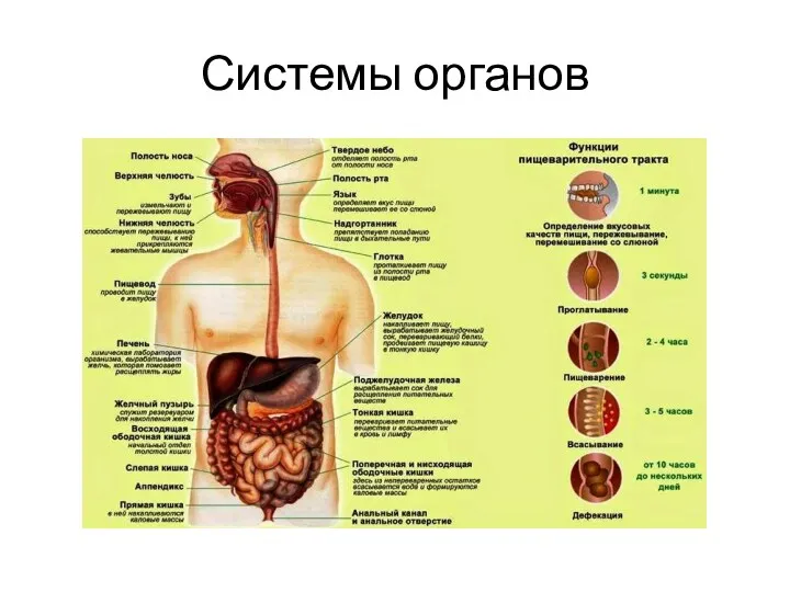 Системы органов