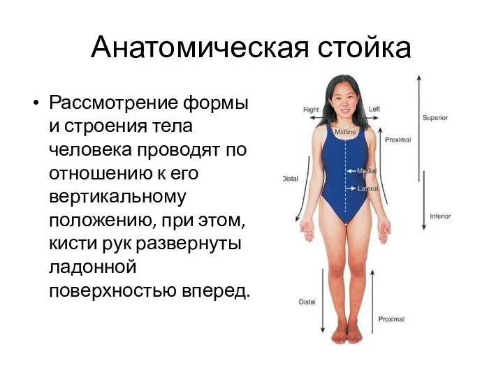 Анатомическая стойка Рассмотрение формы и строения тела человека проводят по