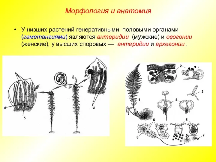 У низших растений генеративными, половыми органами (гаметангиями) являются антеридии (мужские)