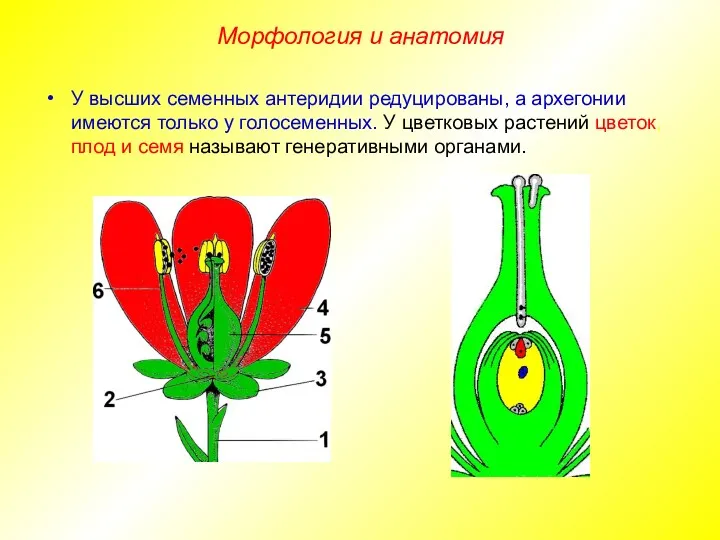 У высших семенных антеридии редуцированы, а архегонии имеются только у голосеменных. У цветковых