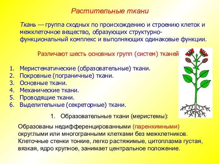 Ткань — группа сходных по происхождению и строению клеток и межклеточное вещество, образующих